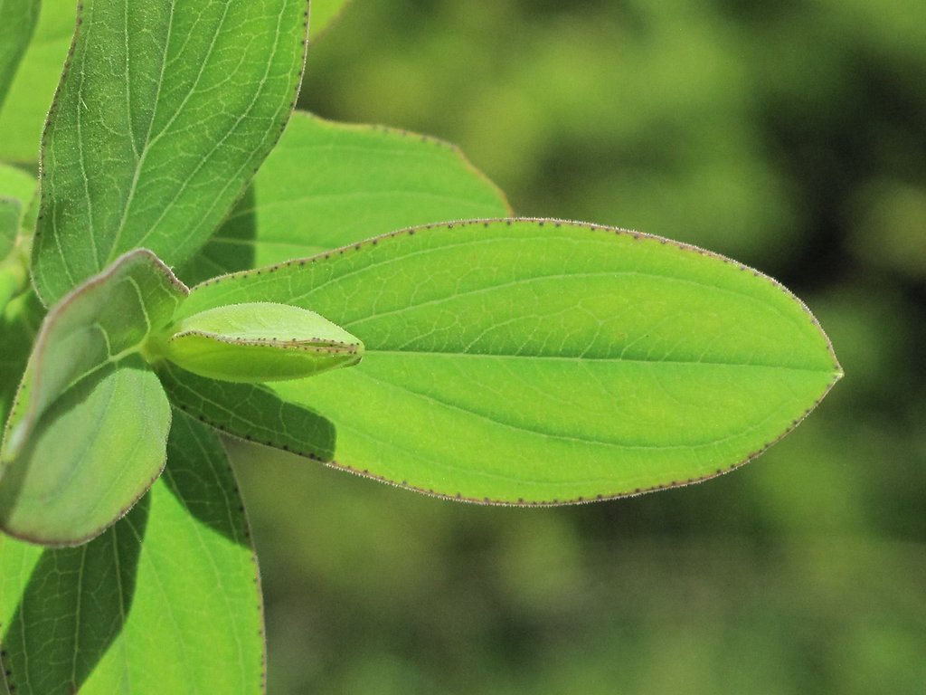 Hypericum montanum